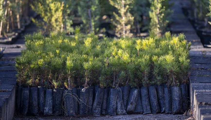 Milli Ağaçlandırma Günü ne zaman Herkese ücretsiz fidan verilecek