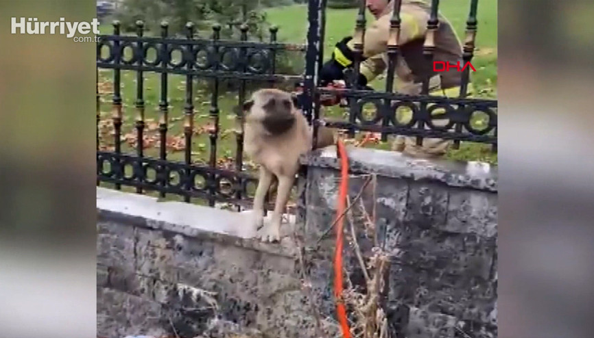 Başakşehirde demir parmaklıklara sıkışan köpek kurtarıldı