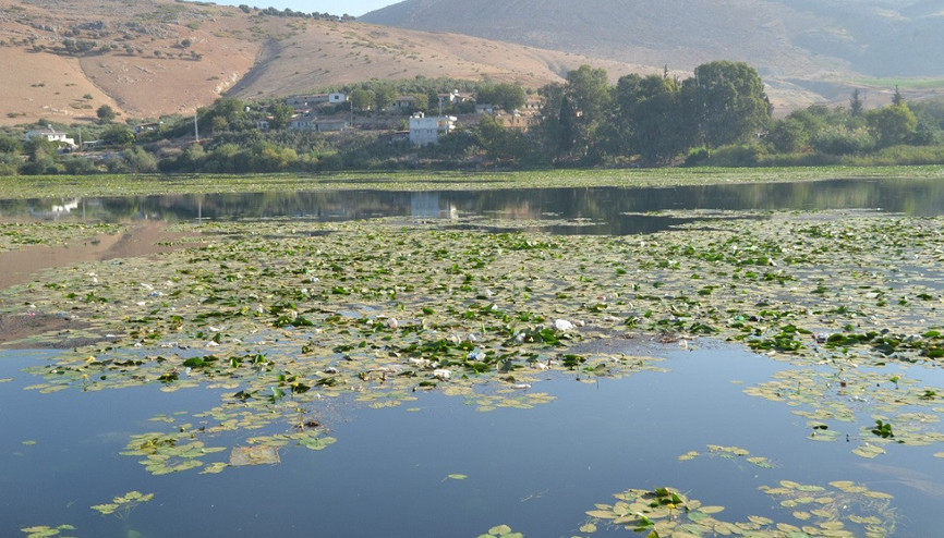 Gölbaşındaki nilüferler çevre kirliliği tehdidi altında