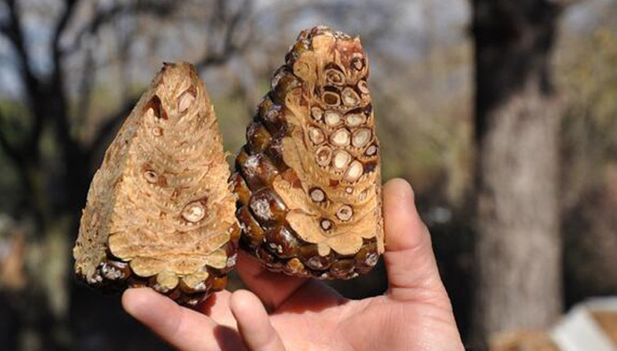 Faydası saymakla bitmiyor Kilosu 800 lira