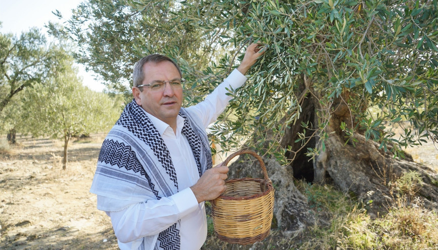 Ayvalıkta zeytin hasadı bu yıl buruk başladı