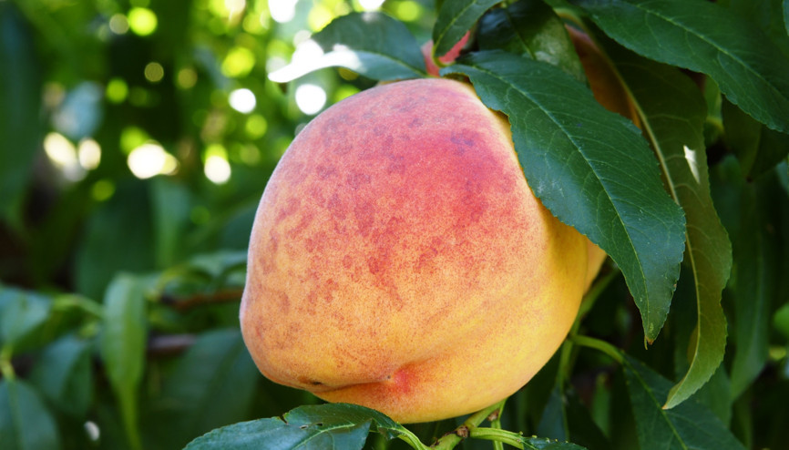 Lapseki şeftalisinde bu yıl bolluk bereket yaşanıyor