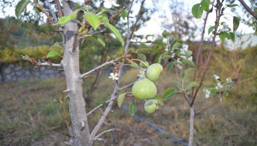 Ekim ayında çiçek açıp, meyve veren armut ağacı şaşırttı