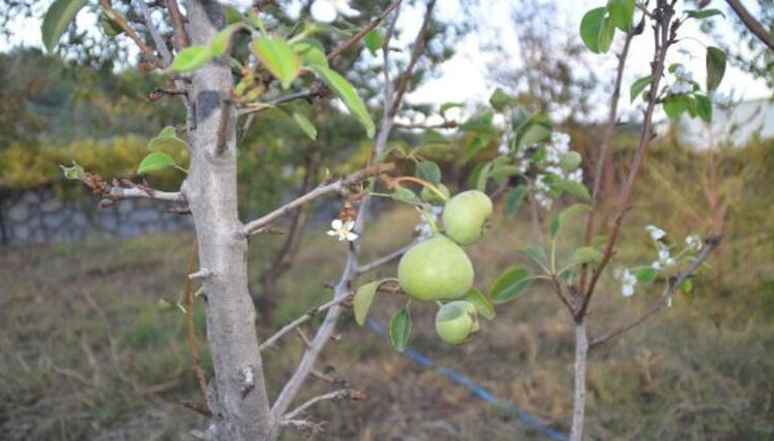 Ekim ayında çiçek açıp, meyve veren armut ağacı şaşırttı