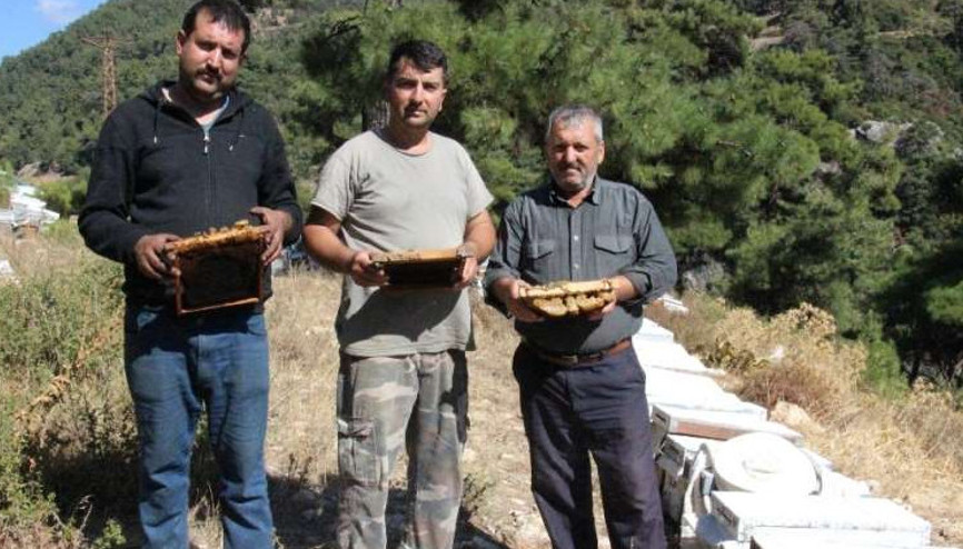 Arı kovanlarında esrarengiz olay Allah yazıp gidiyorlar