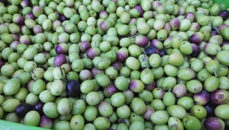 Edremit Körfezinde yeşil zeytin hasadı başladı