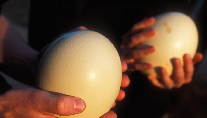 Hobi olarak deve kuşu yetiştiren oyuncakçı, talep artınca çiftlik kurdu