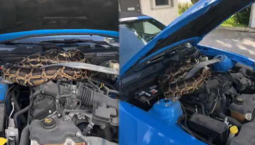 Görenler inanamadı ABD’de lüks aracın kaputundan 3 metrelik dev piton çıktı