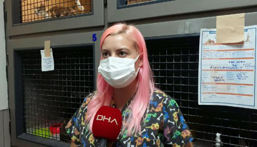 Depremzede kediler için veterinerden sıcak yuva çağrısı