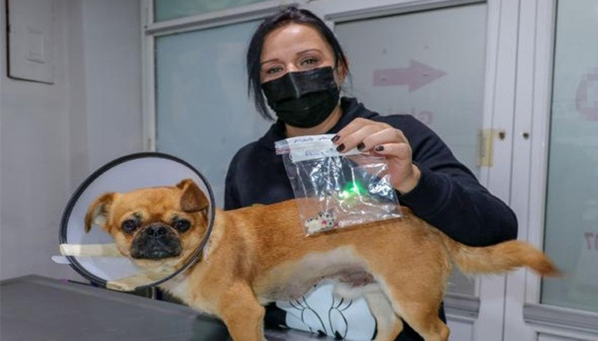Tarçının oynarken yuttuğu kedi figürlü anahtarlık, ameliyatla çıkartıldı