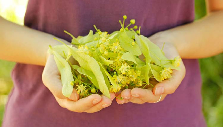 Kış Aylarının Gözdesi: Ihlamur Nasıl Tüketilmeli