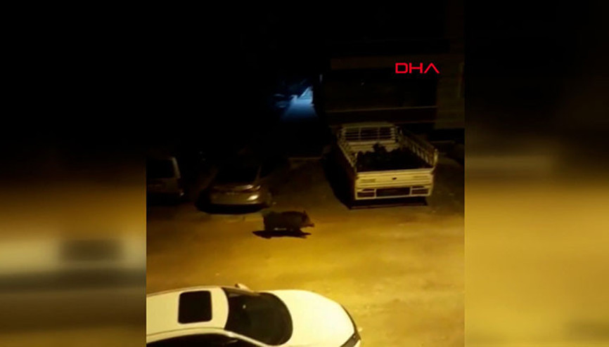 Hatayda aç kalan yaban domuzu, kent merkezine indi