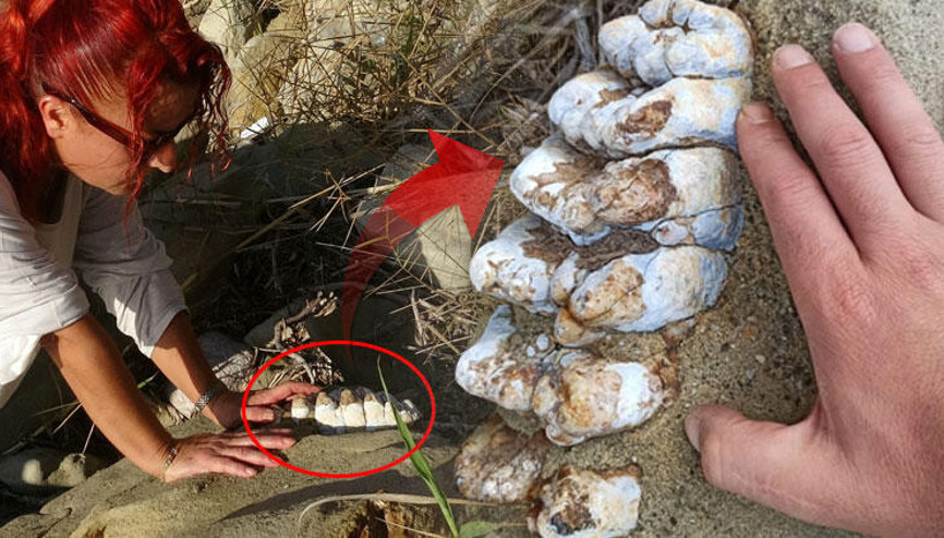 Çanakkale’de 9 milyon yıl öncesine ait mamut fosilleri bulundu