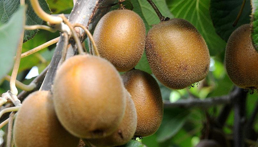 Pazar sorunu olmayan kivi, üreticisinin yüzünü güldürüyor