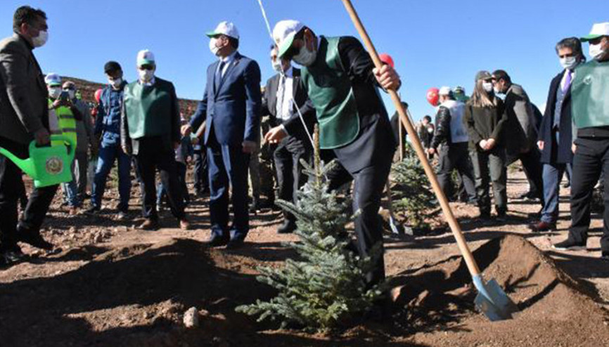 Sivasta, 1 milyon fidan toprakla buluşturuldu