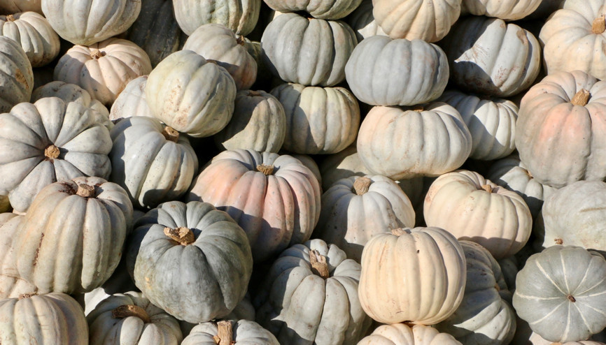 İlkbaharda ekiliyor bu mevsimde sofraları süslüyor: Kızılinler bal kabağı