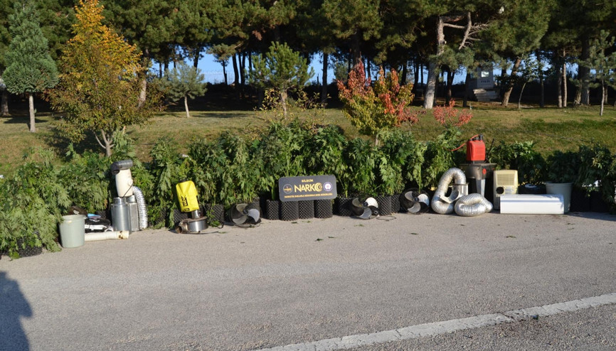 Tavuk çiftliğinde 115 kök skunk maddesi ele geçirildi