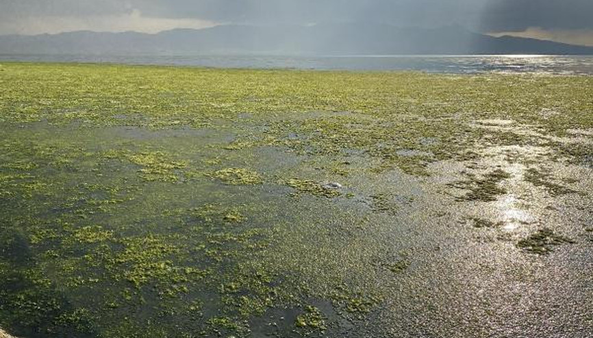 Bostanlıda deniz, deniz marulu ile kaplandı