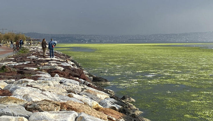 Görüntüler şaşkına çevirdi... Bostanlı sahiline deniz marulu istilası