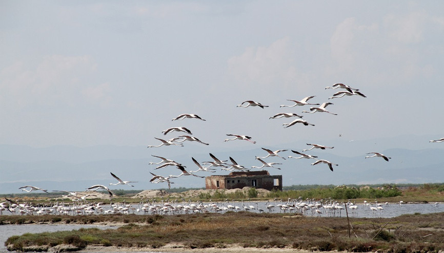 Gala ve Dalyan göllerinde flamingolar görsel şölen sunuyor
