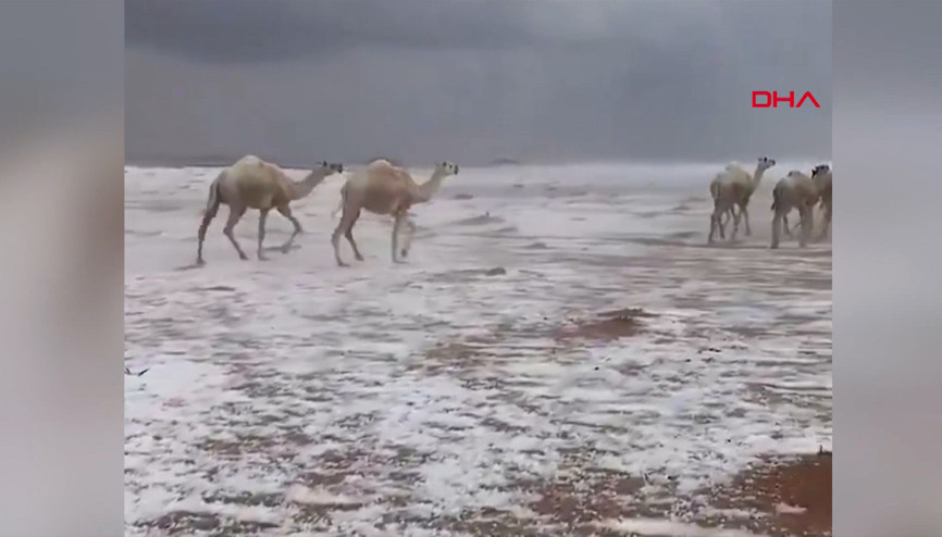 Suudi Arabistanda karla kaplı çölde develerin yürüyüşü izlenme rekorları kırdı