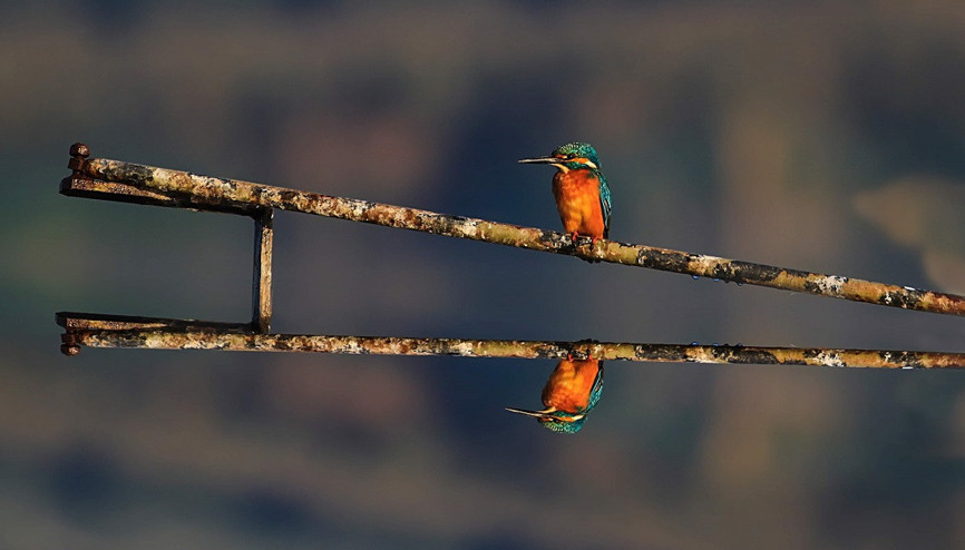 Gölyazı’nın güz misafirleri