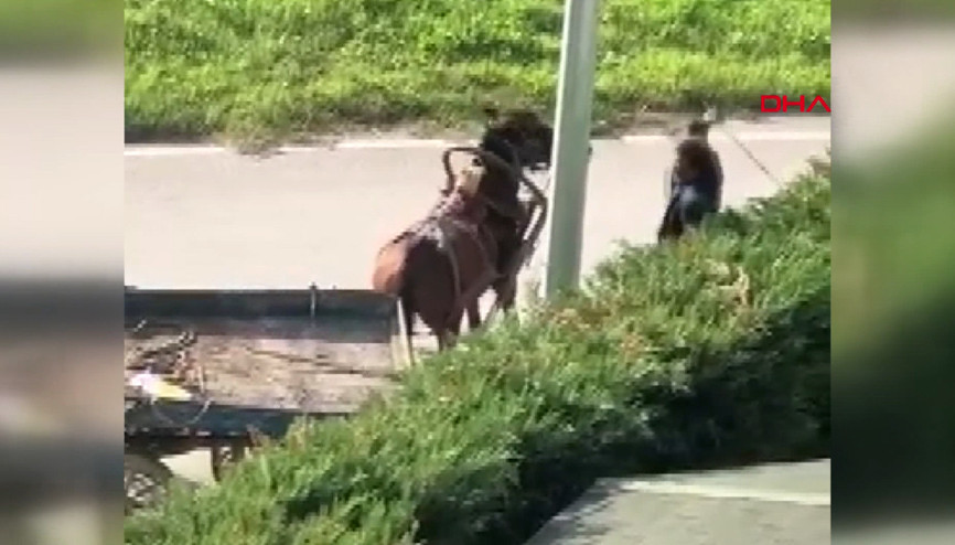 Atını, çocukların Bakmayın, canı çok acıyor çığlıklarına rağmen kırbaçla dövdü