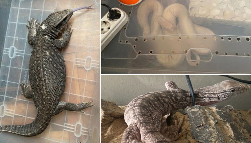 İstanbulda ele geçirildiler Ejder, tarantula, mavi dilli kertenkele...