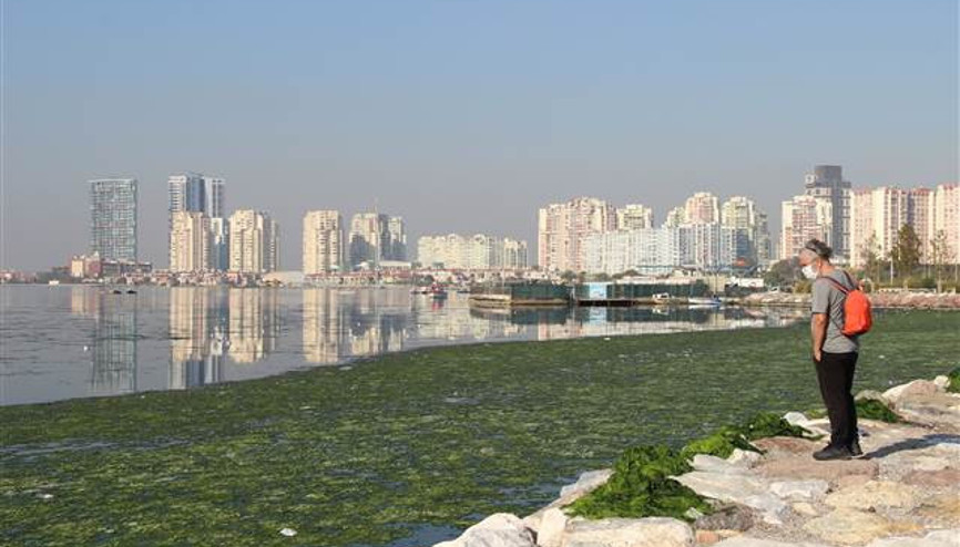 İzmirde deniz marulu, sahili yeşile boyadı