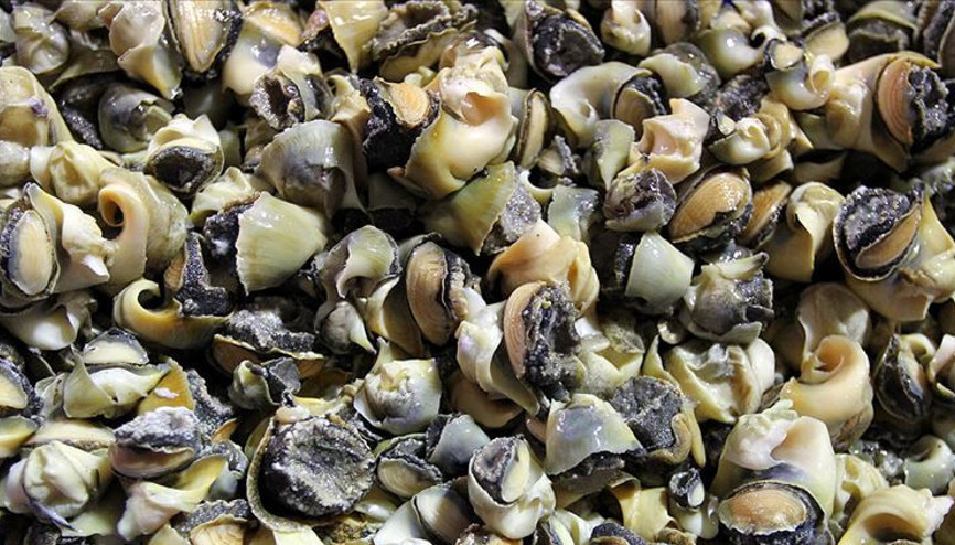 Deniz salyangozu ihracatı 11.8 milyon dolar kazandırdı