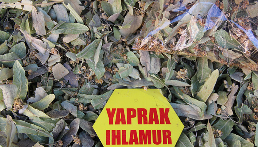 Şifa deposu ıhlamurun fiyatları altınla yarışıyor