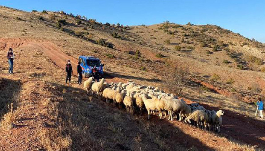 Kayıp 59 küçükbaş dronla bulundu