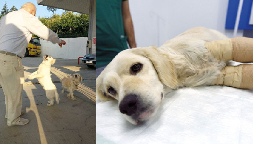 Son mağdur o oldu... Pamuk alındı, Ateş de alınacak
