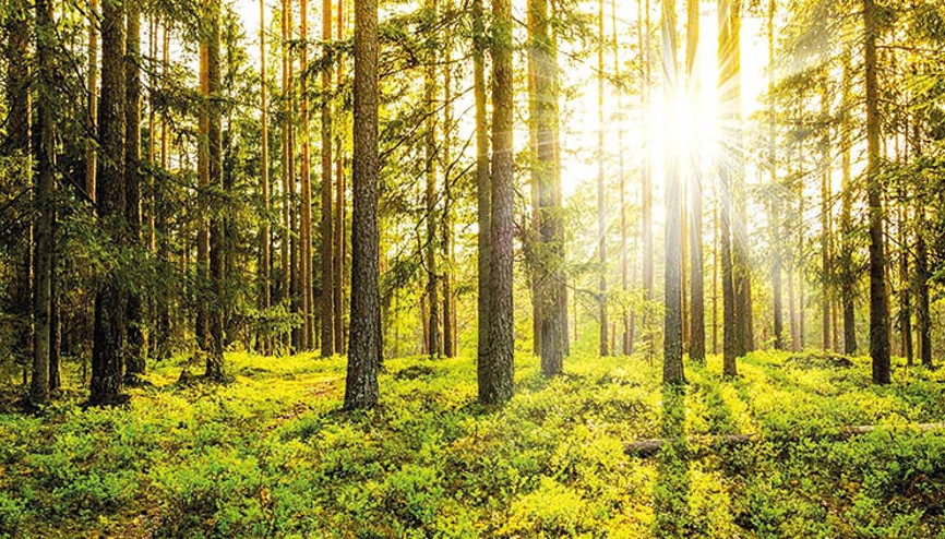 ‘Yeşil alanlar arttırılmalı’