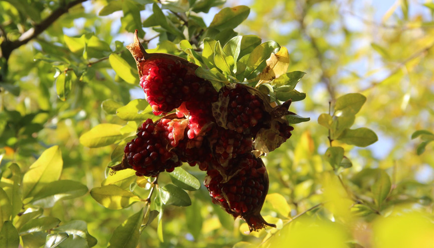 Buraya Küçük Antalya diyorlar... Her türlü meyve yetişiyor ama...