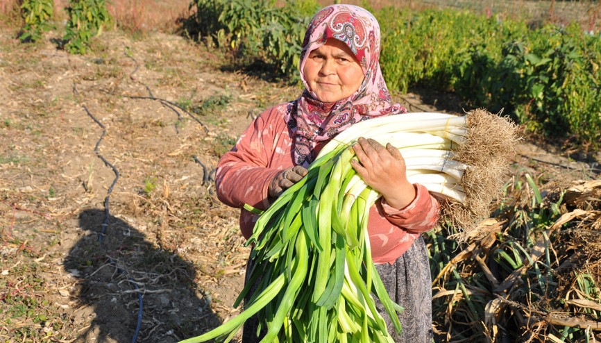 Organik Örenli pırasası tezgahlardaki yerini aldı