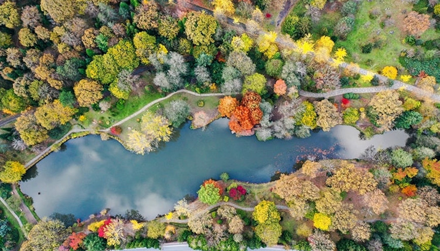 Türünün en büyük örneklerinden biri... Atatürk Arboretumunda sonbahar bir başka