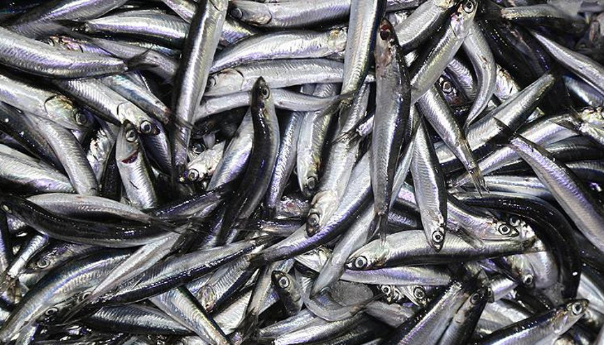 Hamsi 10 liraya düştü, vatandaş stoğa başladı