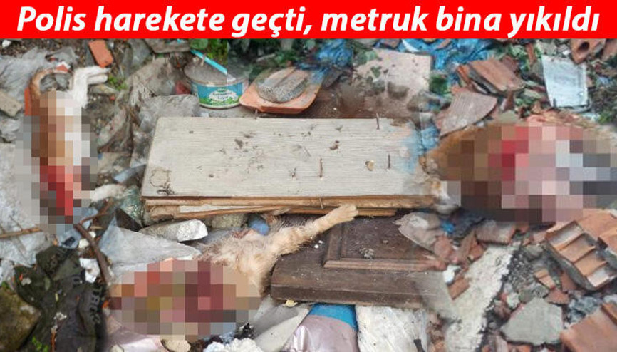 Eyüpsultanda 7 kedi vahşice öldürüldü