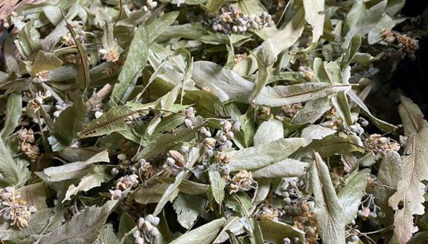 Ihlamur fiyatları uçuşa geçti