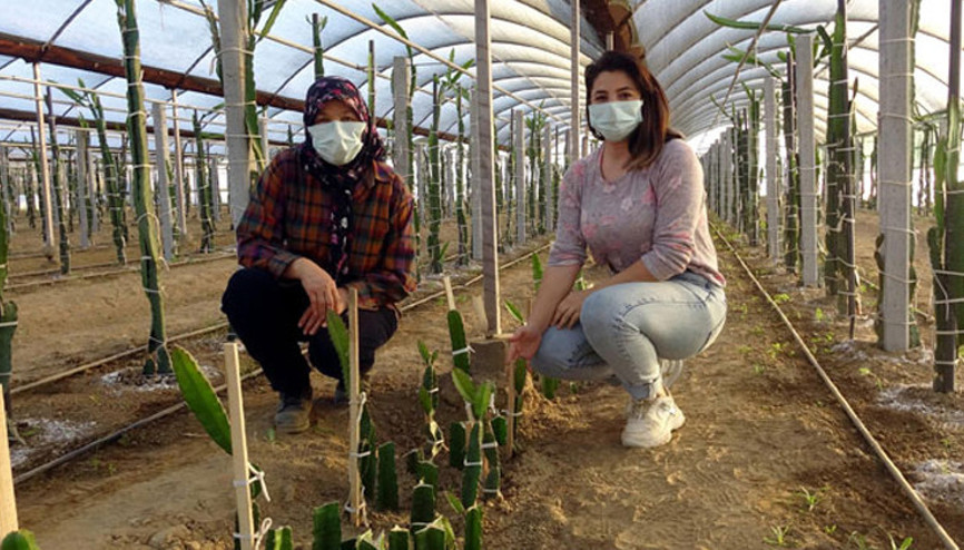 Sinema setini bıraktı, ejder meyvesi üretmeye başladı