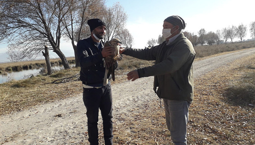 Yaralı bulunan Kızıl Şahin tedavi altına alındı