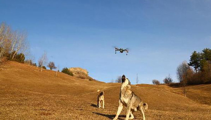 Çoban köpeği, dronu havada parçaladı