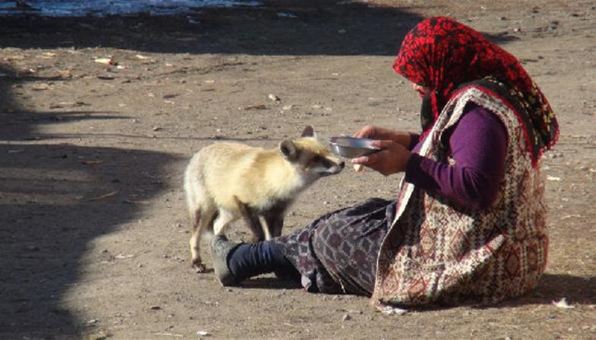 Evinin önüne gelen Yonca ismini verdiği tilkiyi 4 aydır besliyor Evinin önüne gelen Yonca ismini verdiği tilkiyi 4 aydır besliyor