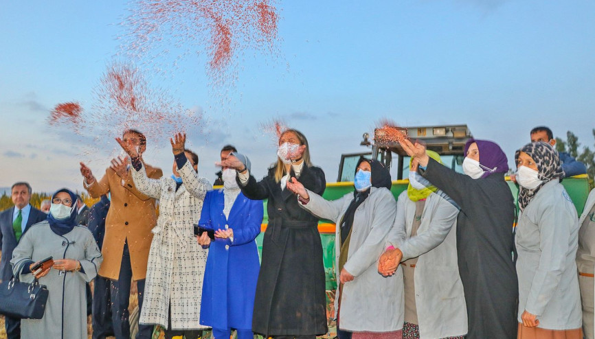 Yerli buğday tohumu ’sorgül’ dördüncü kez toprakla buluştu