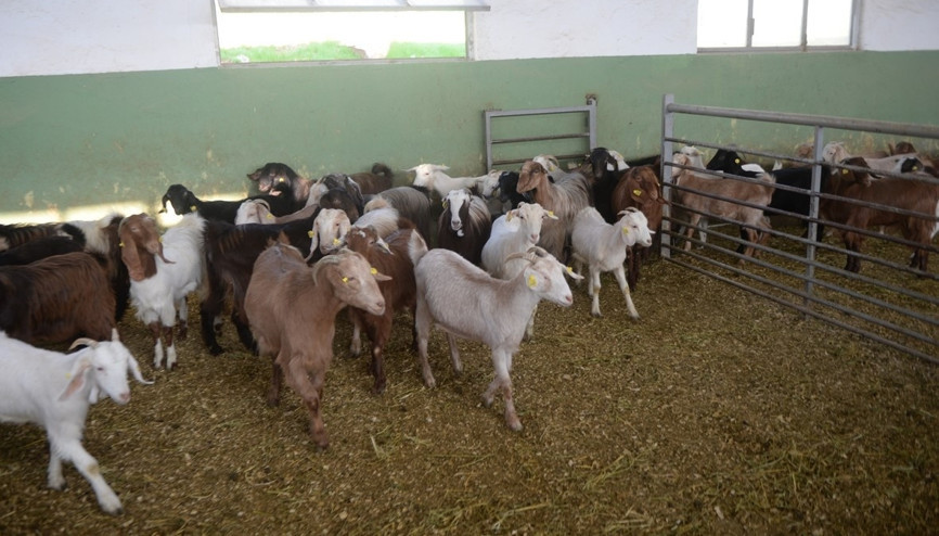 Keçi sütünde Kovid-19a karşı etkili protein keşfedildi