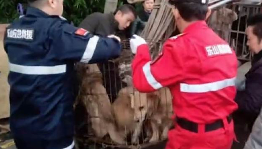 Yasadışı mezbahada 40 köpek bulundu Sosis olacaklardı