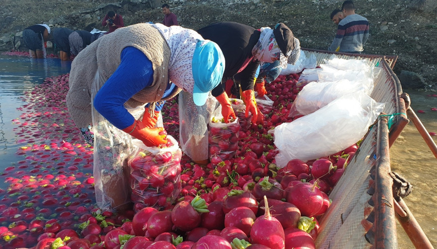Tescilli Kadirli turpunda hasat sezonu başladı Tüm Türkiyeye gönderiliyor