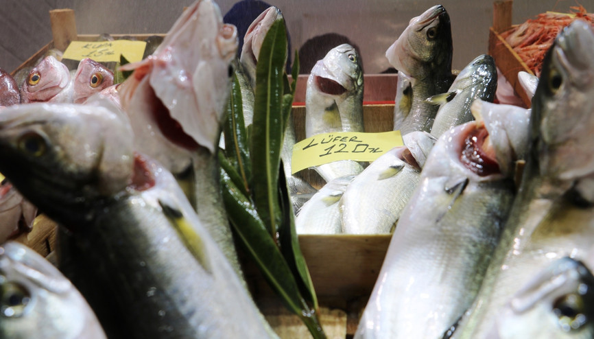 Denizlerin prensi lüferde bolluk var Üstelik fiyatı da düştü