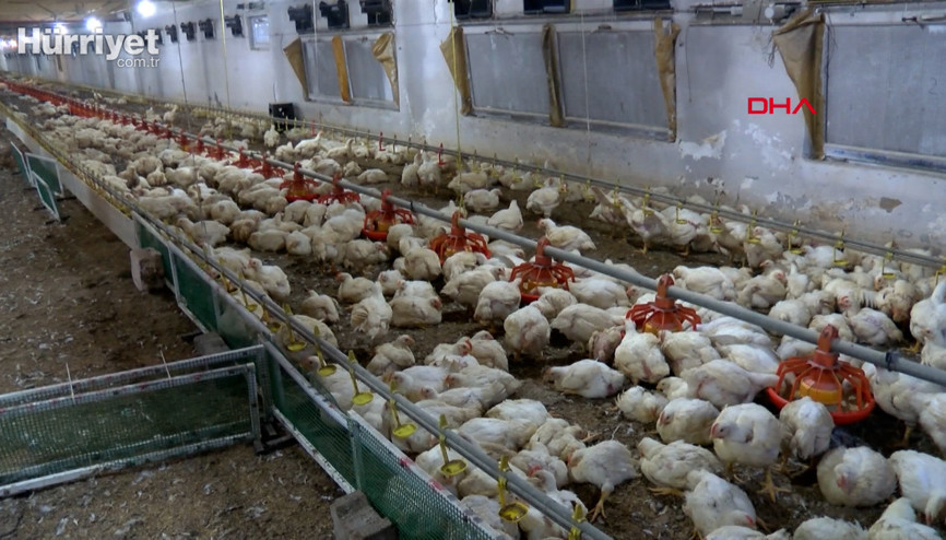 Havalandırma arızalanınca telef olan 20 bin tavuk aileyi üzüntüye boğdu
